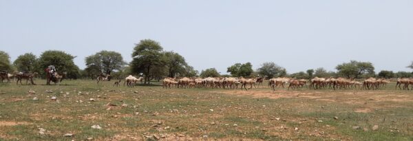 Article : Transhumance sans conflit : comment y parvenir dans la zone Est du Tchad